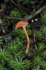 Hygrocybe minutula