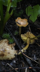 Gliophorus psittacinus