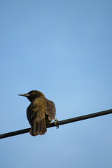 Pseudoleistes virescens