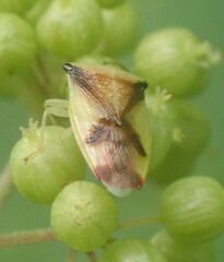 Elasmostethus atricornis