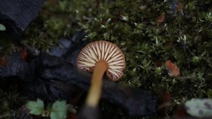 Hygrocybe