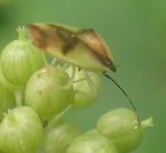 Elasmostethus atricornis