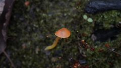 Hygrocybe