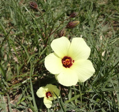 Hibiscus microcarpus