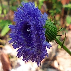 Centratherum punctatum