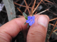 Glandora prostrata prostrata