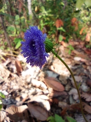 Centratherum punctatum