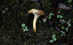 Hygrocybe caespitosa