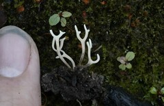 Ramariopsis minutula