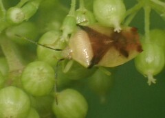 Elasmostethus atricornis