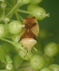 Elasmostethus atricornis