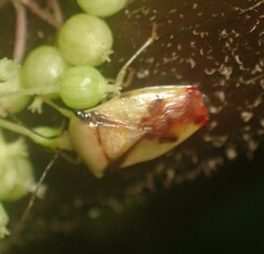 Elasmostethus atricornis