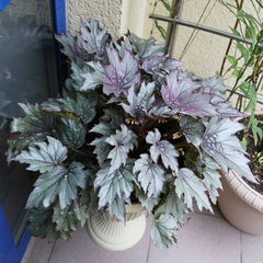 Begonia rex-cultorum
