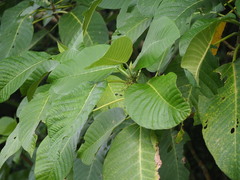 Dendrocnide meyeniana