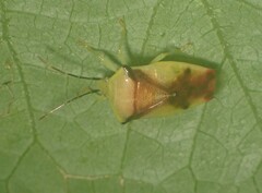 Elasmostethus atricornis