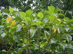 Dendrocnide meyeniana