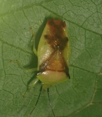 Elasmostethus atricornis