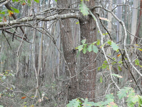 Cantabrian Mountain Oak