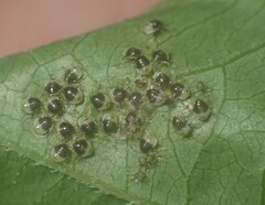 Elasmostethus atricornis