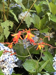 Crocosmia aurea