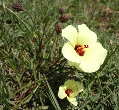 Hibiscus microcarpus
