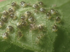 Elasmostethus atricornis