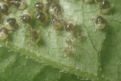 Elasmostethus atricornis