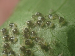 Elasmostethus atricornis