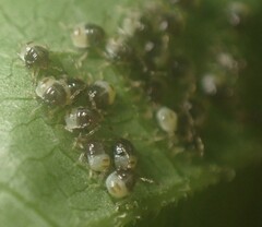 Elasmostethus atricornis