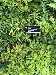 Nesocodon mauritianus