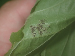 Elasmostethus atricornis