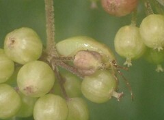 Elasmostethus atricornis