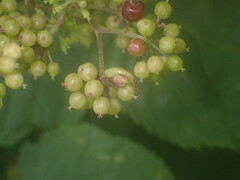 Elasmostethus atricornis