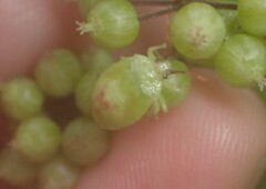 Elasmostethus atricornis