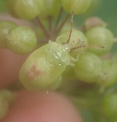 Elasmostethus atricornis