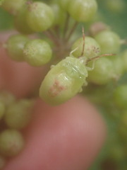 Elasmostethus atricornis