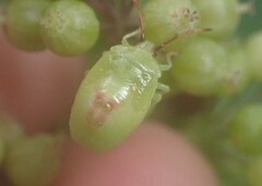 Elasmostethus atricornis