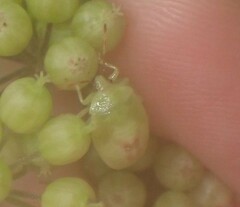 Elasmostethus atricornis