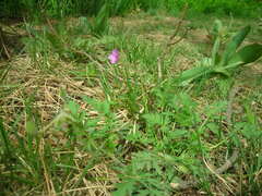 Erodium stephanianum