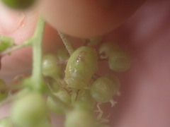 Elasmostethus atricornis