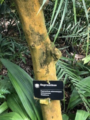 Sapranthus microcarpus