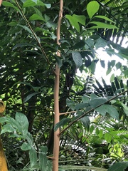 Sapranthus microcarpus