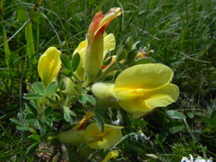 Chamaecytisus hirsutus