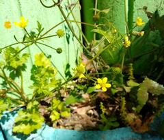 Ranunculus muricatus