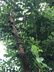 Sapranthus microcarpus