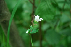 Cerastium davuricum