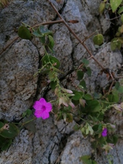Mirabilis viscosa