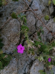 Mirabilis viscosa