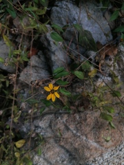 Wedelia acapulcensis