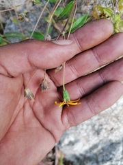 Wedelia acapulcensis